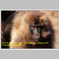 19214 09 242 bei den Gelada - Siemiengebirge - Aethiopien 2012.jpg